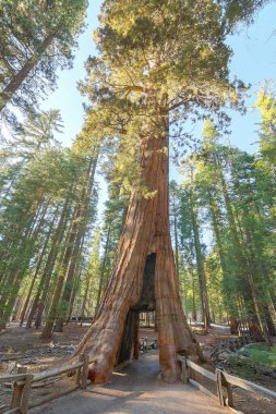 Mariposa Grove 'daki dev sekoya, Yosemite Ulusal Parkı, California, Usa