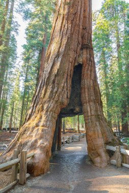 Mariposa Grove 'daki dev sekoya, Yosemite Ulusal Parkı, California, Usa