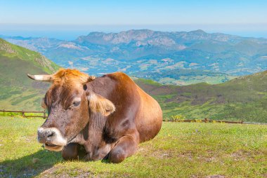Covadonga göllerindeki çimlerde uzanan inek (Lagos de Covadonga), Asturias, İspanya