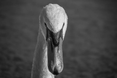 Siyah beyaz güzel kuğulara yaklaş.