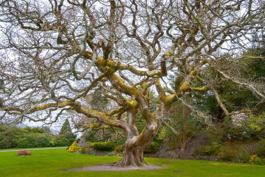 İrlanda 'da büyük bir meşe ağacı