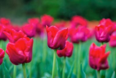 Bir tarla dolusu kırmızı güzel laleler
