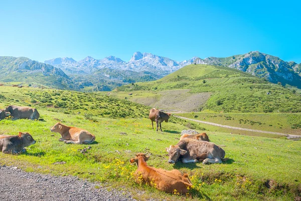 Increíble Paisaje Los Lagos Covadonga Lagos Covadonga Picos Europa Asturias — Foto de Stock