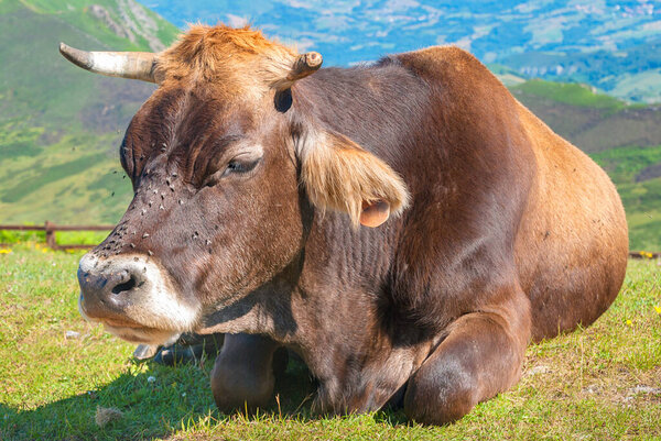 Cow resting lying on the grass in Covadonga lakes (Lagos de Covadonga), Asturias, Spain
