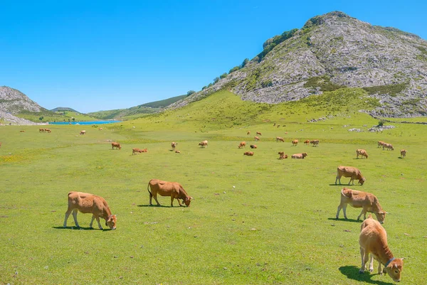 Csodálatos Táj Covadonga Lakes Lagos Covadonga Picos Europa Asturias Spanyolország — Stock Fotó