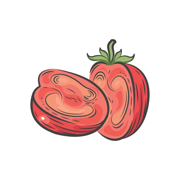 Tomate Corte medio vector dibujo acuarela — Archivo Imágenes Vectoriales