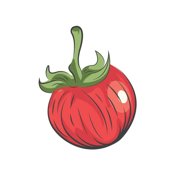 Tomato vector drawing watercolor — Stock Vector