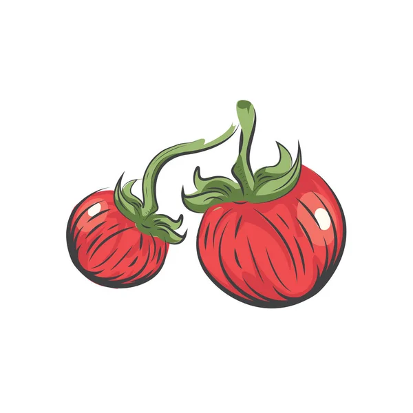 Tomate vector dibujo icono acuarela — Archivo Imágenes Vectoriales