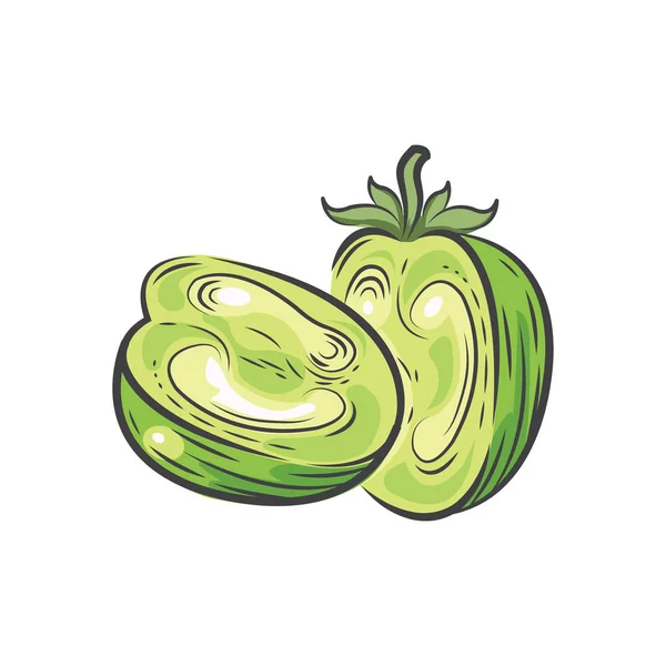 Tomate verde Cortar medio vector dibujo acuarela — Archivo Imágenes Vectoriales