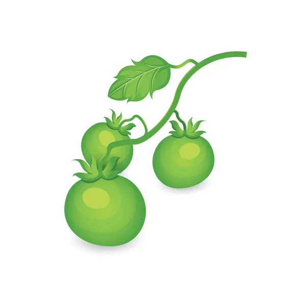 绿色番茄肢体的 3d 图标， — 图库矢量图片