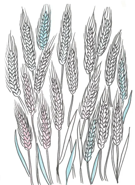 Um grupo de orelhas de trigo em um branco — Fotografia de Stock