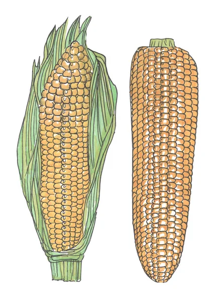 Two ears of corn in yellow color. Hand drawn corn illustration. Art-line maize sketches set. — Stock Photo, Image