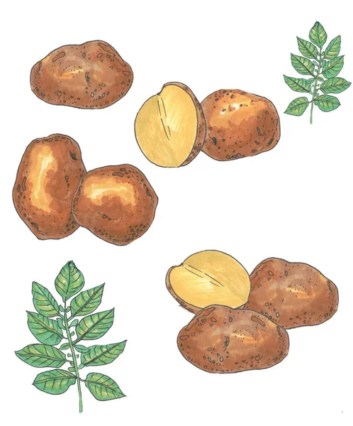Potatoes, cut potato wedges, potato leaves — Stock Photo, Image