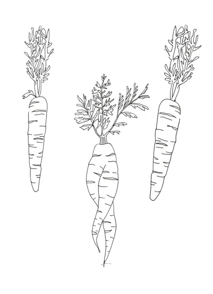 Three carrots isolated on a white background — Stock Photo, Image