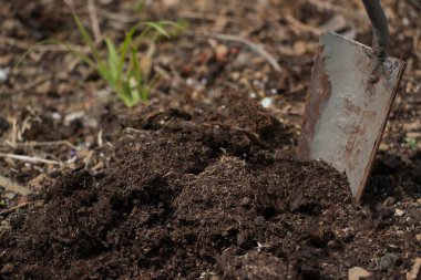 Trowel stuck in soil with seedlings in background, with space for copy