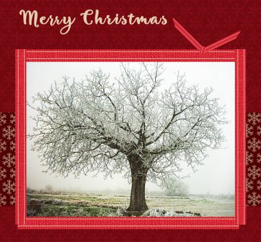 Yılbaşı kutlamaları kırmızı ve donmuş ağaç fotoğraflarıyla. Noel konsepti.