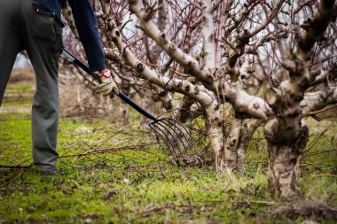 Kışın taze budanmış meyve ağaçlarının altında dal toplayan bir adam. Çatallı bir çiftçi. 