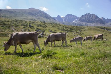 Yeşil tarlalarda otlayan inek sürüsü ve mavi barışçıl gökyüzünün altında yeşil çimenler olan ideal manzara. Doğa konsepti. 