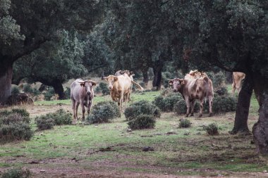 Tarlada inek ve buzağı sürüsü. Çiftlik hayvanlarının özgürlük içinde üreme kavramı.