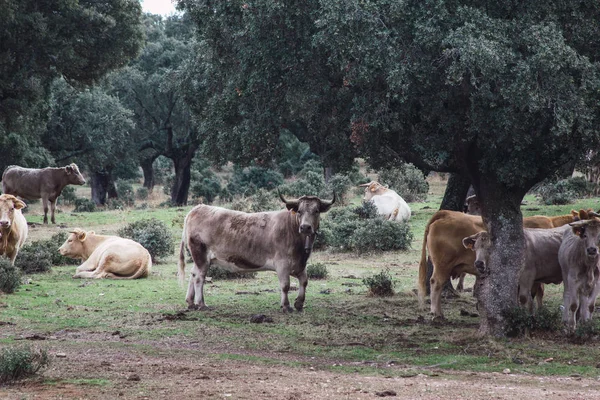 Стадо Коров Телят Поле Концепция Разведения Сельскохозяйственных Животных Свободе — стоковое фото