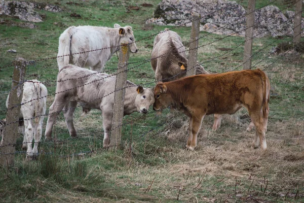 Стадо Коров Телят Поле Разделённом Забором Концепция Разведения Сельскохозяйственных Животных — стоковое фото