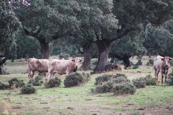 Herd Cows Calves Field Breeding Concept Farm Animals Freedom — Stock Photo, Image