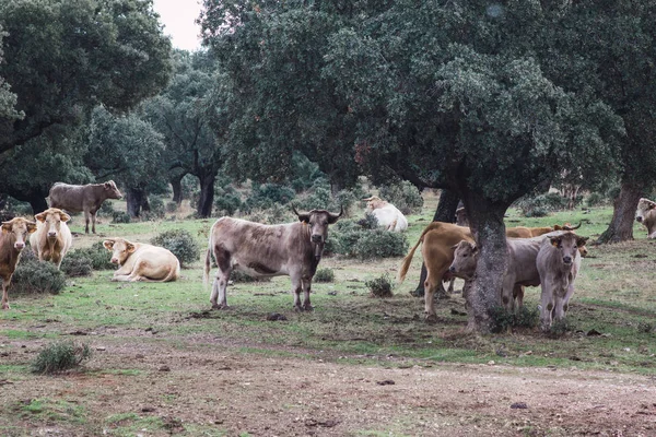 Стадо Коров Телят Поле Концепция Разведения Сельскохозяйственных Животных Свободе — стоковое фото