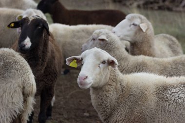 Flock of sheep in the field.  Farm animal husbandry concept. clipart