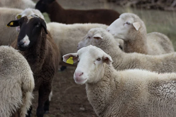 Flock of sheep in the field.  Farm animal husbandry concept.