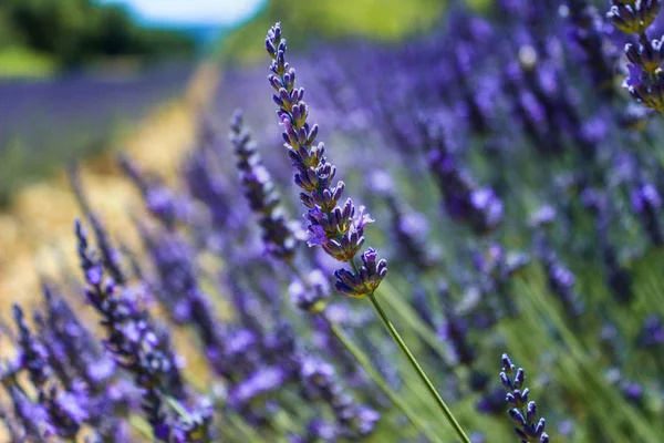 Campo Lavanda Violeta Con Efecto Luz Suave Para Fondo Floral — Foto de Stock