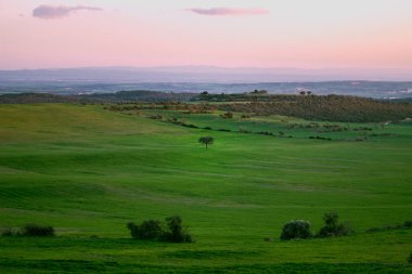 Bir şafak vakti yalnız ağaçlı yeşil çayır. Doğa kavramı