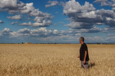 Çiftçi tahıl tarlasında altın buğday hasadını izliyor. Tarım kavramı.
