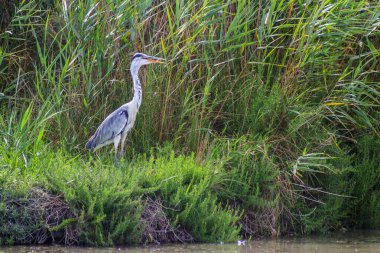 Gölde balıkçılık yapan güzel gri balıkçıl. Doğal ortamında vahşi yaşam. Vahşi yaşam konsepti