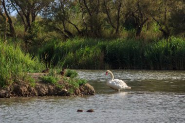 Vahşi doğada çığlık atan bir kuğunun portresi. Turuncu gagalı beyaz kuğu ve ördek ailesi. Vahşi hayvanlar konsepti.