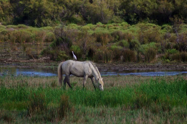 Uccello Appollaiato Sul Dorso Cavallo Bianco Che Pascolava Liberamente Nel — Foto Stock