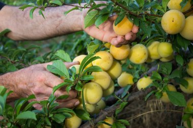 Bir çiftçinin elleri sarı erik topluyor. Hasat, sorumlu tarım..