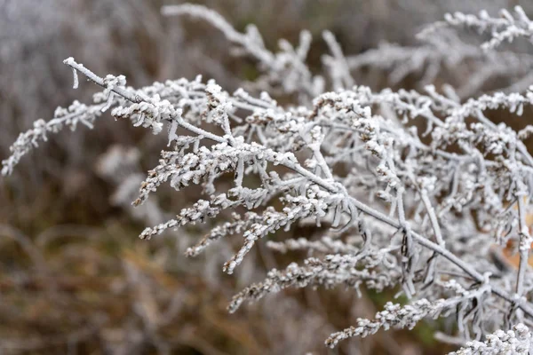 Inverno Neve Gelo Albero Natura — Foto Stock