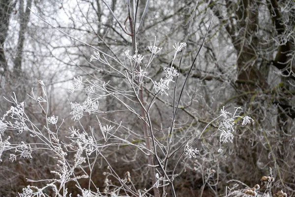 Зима Снег Мороз Дерево Природа — стоковое фото