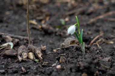 Kar damlası en iyi bahar çiçeğidir.