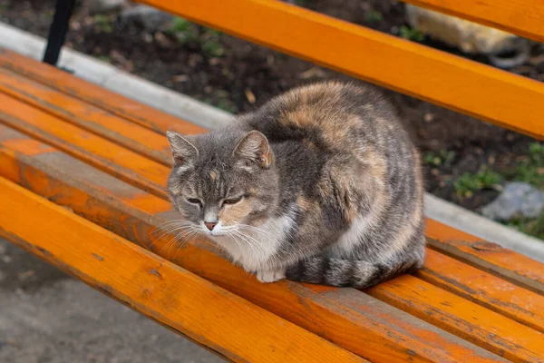 家猫坐在长椅上 — 图库照片