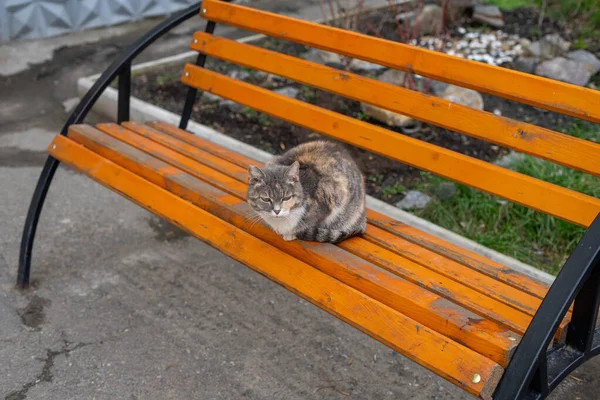 Hauskatze Sitzt Auf Einer Bank — Stockfoto