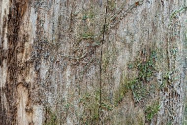 ağaç kabuğu olmayan eski ağaç dokusu