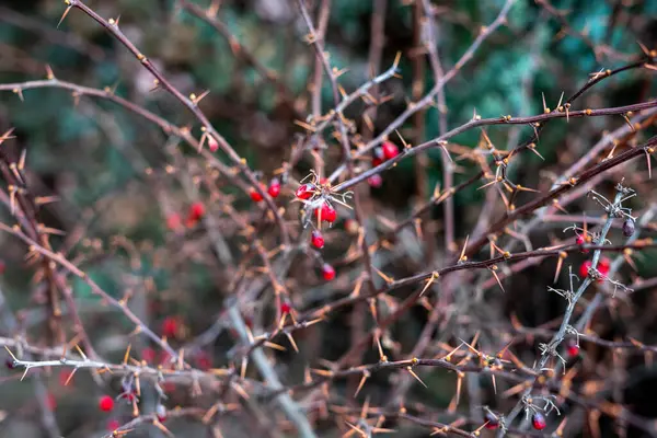 Tufiș Uscat Înțepat Fructe Padure Roșii — Fotografie, imagine de stoc