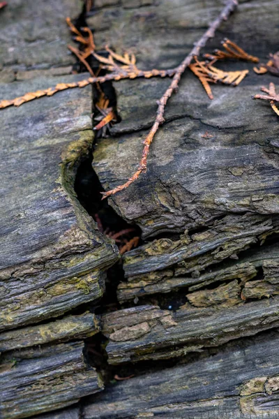 Hintergrund Textur Von Alten Und Rissigen Umgestürzten Baum — Stockfoto