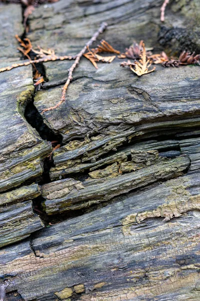 Hintergrund Textur Von Alten Und Rissigen Umgestürzten Baum — Stockfoto