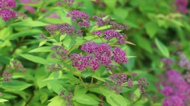 Yeşil çimenlerin üzerinde güzel kır çiçekleri var.