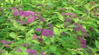 Yeşil çimenlerin üzerinde güzel kır çiçekleri var.