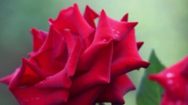 Rüzgarda sallanan kırmızı gülün güzel arka planı