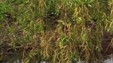 Söğüt ağacının altından akan pınar.