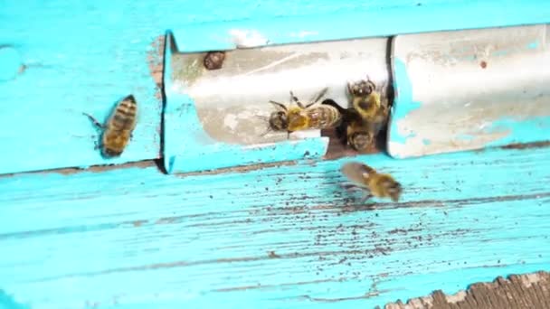 蜜蜂在蜂房附近工作 — 图库视频影像
